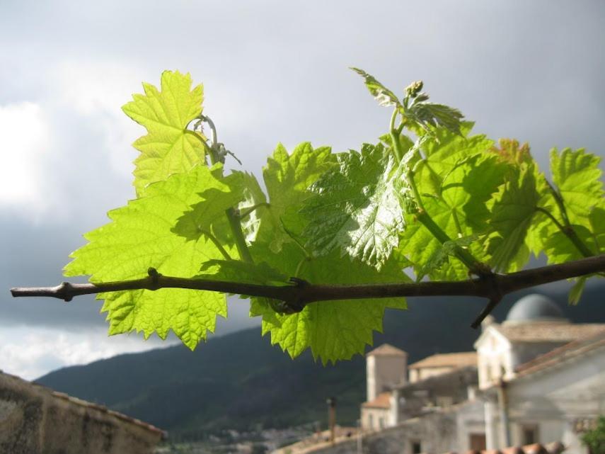 Il Nibbio - Soffitta Delle Ginestre Apartment Morano Calabro Bagian luar foto